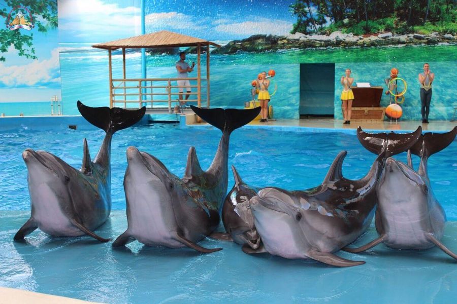 Анапа - знакомство с дельфинами
